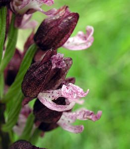 Orchis purpurea (Orchidaceae)  - Orchis pourpre, Grivollée, Orchis casque, Orchis brun - Lady Orchid Seine-Maritime [France] 22/05/2005 - 170m