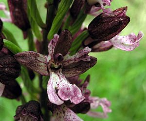 Orchis purpurea (Orchidaceae)  - Orchis pourpre, Grivollée, Orchis casque, Orchis brun - Lady Orchid Seine-Maritime [France] 22/05/2005 - 170m