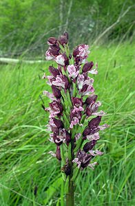 Orchis purpurea (Orchidaceae)  - Orchis pourpre, Grivollée, Orchis casque, Orchis brun - Lady Orchid Seine-Maritime [France] 22/05/2005 - 170m