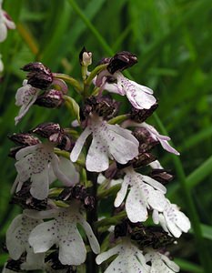 Orchis purpurea (Orchidaceae)  - Orchis pourpre, Grivollée, Orchis casque, Orchis brun - Lady Orchid Seine-Maritime [France] 22/05/2005 - 170m