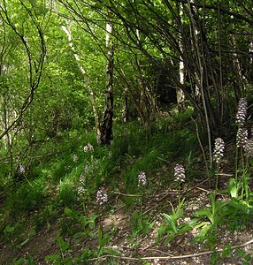 Orchis purpurea (Orchidaceae)  - Orchis pourpre, Grivollée, Orchis casque, Orchis brun - Lady Orchid Seine-Maritime [France] 22/05/2005 - 170m