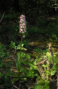 Orchis purpurea (Orchidaceae)  - Orchis pourpre, Grivollée, Orchis casque, Orchis brun - Lady Orchid Marne [France] 28/05/2005 - 210m