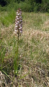 Orchis purpurea (Orchidaceae)  - Orchis pourpre, Grivollée, Orchis casque, Orchis brun - Lady Orchid Marne [France] 28/05/2005 - 220m