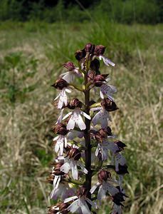 Orchis purpurea (Orchidaceae)  - Orchis pourpre, Grivollée, Orchis casque, Orchis brun - Lady Orchid Marne [France] 28/05/2005 - 220m