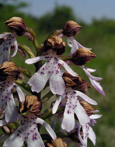 Orchis purpurea (Orchidaceae)  - Orchis pourpre, Grivollée, Orchis casque, Orchis brun - Lady Orchid Marne [France] 28/05/2005 - 220m