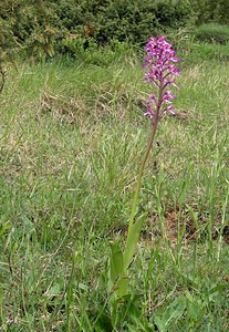 Orchis x hybrida (Orchidaceae)  - Orchis hybrideOrchis militaris x Orchis purpurea. Seine-Maritime [France] 07/05/2005 - 170m