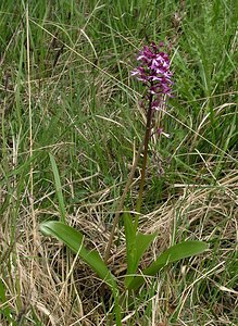 Orchis x hybrida (Orchidaceae)  - Orchis hybrideOrchis militaris x Orchis purpurea. Seine-Maritime [France] 22/05/2005 - 170m