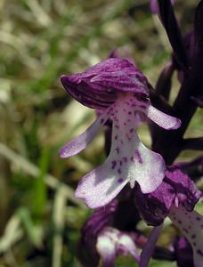 Orchis x hybrida (Orchidaceae)  - Orchis hybrideOrchis militaris x Orchis purpurea. Marne [France] 28/05/2005 - 220m