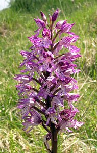 Orchis x hybrida (Orchidaceae)  - Orchis hybrideOrchis militaris x Orchis purpurea. Marne [France] 28/05/2005 - 220m