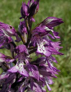 Orchis x hybrida (Orchidaceae)  - Orchis hybrideOrchis militaris x Orchis purpurea. Marne [France] 28/05/2005 - 220m