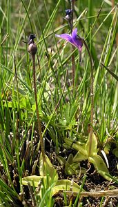 Pinguicula vulgaris (Lentibulariaceae)  - Grassette commune, Grassette vulgaire - Common Butterwort Marne [France] 28/05/2005 - 90m