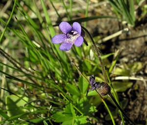 Pinguicula vulgaris (Lentibulariaceae)  - Grassette commune, Grassette vulgaire - Common Butterwort Marne [France] 28/05/2005 - 90m