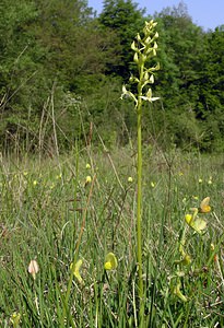 Platanthera bifolia (Orchidaceae)  - Platanthère à deux feuilles, Platanthère à fleurs blanches - Lesser Butterfly-orchid Marne [France] 28/05/2005 - 210m