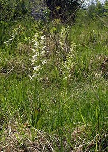 Platanthera chlorantha (Orchidaceae)  - Platanthère à fleurs verdâtres, Orchis vert, Orchis verdâtre, Plalatanthère des montagnes, Platanthère verdâtre - Greater Butterfly-orchid Marne [France] 28/05/2005 - 220m