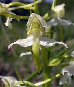 Platanthera chlorantha (Orchidaceae)  - Platanthère à fleurs verdâtres, Orchis vert, Orchis verdâtre, Plalatanthère des montagnes, Platanthère verdâtre - Greater Butterfly-orchid Marne [France] 28/05/2005 - 220m