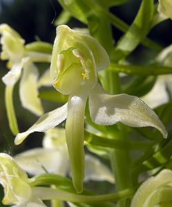 Platanthera chlorantha (Orchidaceae)  - Platanthère à fleurs verdâtres, Orchis vert, Orchis verdâtre, Plalatanthère des montagnes, Platanthère verdâtre - Greater Butterfly-orchid Marne [France] 28/05/2005 - 220m