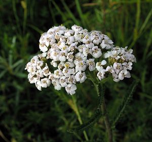 Achillea millefolium (Asteraceae)  - Achillée millefeuille, Herbe au charpentier - Yarrow  [Pays-Bas] 25/06/2005