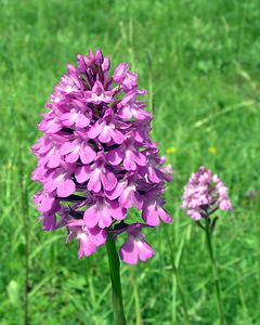 Anacamptis pyramidalis (Orchidaceae)  - Orchis pyramidal - Pyramidal Orchid Aube [France] 03/06/2005 - 250m