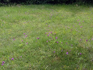 Anacamptis pyramidalis (Orchidaceae)  - Orchis pyramidal - Pyramidal Orchid Aube [France] 03/06/2005 - 340m