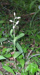 Cephalanthera damasonium (Orchidaceae)  - Céphalanthère à grandes fleurs, Céphalanthère pâle, Céphalanthère blanche, Elléborine blanche - White Helleborine Cote-d'Or [France] 04/06/2005 - 370m