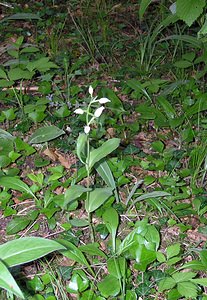 Cephalanthera damasonium (Orchidaceae)  - Céphalanthère à grandes fleurs, Céphalanthère pâle, Céphalanthère blanche, Elléborine blanche - White Helleborine Cote-d'Or [France] 04/06/2005 - 370m