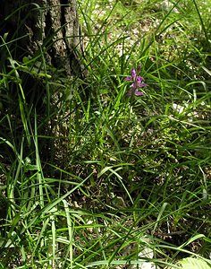 Cephalanthera rubra (Orchidaceae)  - Céphalanthère rouge, Elléborine rouge - Red Helleborine Marne [France] 18/06/2005 - 130m