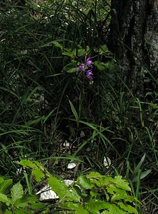 Cephalanthera rubra (Orchidaceae)  - Céphalanthère rouge, Elléborine rouge - Red Helleborine Marne [France] 18/06/2005 - 130m