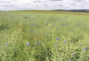 Cyanus segetum (Asteraceae)  - Bleuet des moissons, Bleuet, Barbeau - Cornflower Cote-d'Or [France] 05/06/2005 - 440m