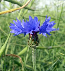 Cyanus segetum (Asteraceae)  - Bleuet des moissons, Bleuet, Barbeau - Cornflower Cote-d'Or [France] 05/06/2005 - 440m
