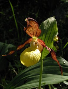 Cypripedium calceolus (Orchidaceae)  - Sabot-de-Vénus - Lady's-slipper Cote-d'Or [France] 04/06/2005 - 370m