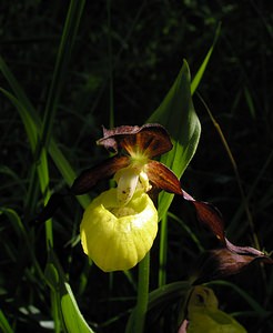 Cypripedium calceolus (Orchidaceae)  - Sabot-de-Vénus - Lady's-slipper Cote-d'Or [France] 04/06/2005 - 370m