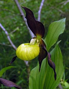 Cypripedium calceolus (Orchidaceae)  - Sabot-de-Vénus - Lady's-slipper Cote-d'Or [France] 04/06/2005 - 370m