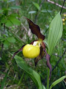 Cypripedium calceolus (Orchidaceae)  - Sabot-de-Vénus - Lady's-slipper Cote-d'Or [France] 04/06/2005 - 370m