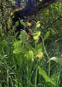 Cypripedium calceolus (Orchidaceae)  - Sabot-de-Vénus - Lady's-slipper Cote-d'Or [France] 04/06/2005 - 370m