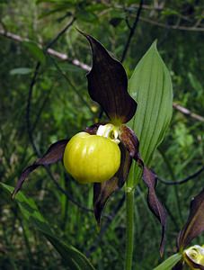 Cypripedium calceolus (Orchidaceae)  - Sabot-de-Vénus - Lady's-slipper Cote-d'Or [France] 04/06/2005 - 370m