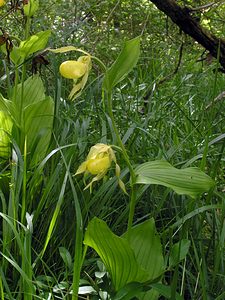 Cypripedium calceolus (Orchidaceae)  - Sabot-de-Vénus - Lady's-slipper Cote-d'Or [France] 04/06/2005 - 370m