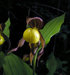 Cypripedium calceolus (Orchidaceae)  - Sabot-de-Vénus - Lady's-slipper Cote-d'Or [France] 04/06/2005 - 370m