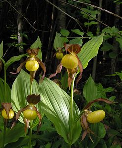 Cypripedium calceolus (Orchidaceae)  - Sabot-de-Vénus - Lady's-slipper Cote-d'Or [France] 04/06/2005 - 370m