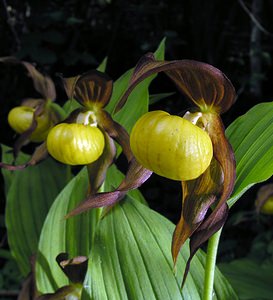 Cypripedium calceolus (Orchidaceae)  - Sabot-de-Vénus - Lady's-slipper Cote-d'Or [France] 04/06/2005 - 370m