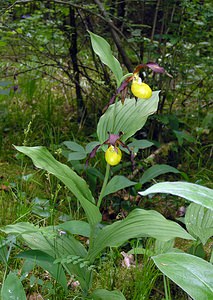 Cypripedium calceolus (Orchidaceae)  - Sabot-de-Vénus - Lady's-slipper Cote-d'Or [France] 04/06/2005 - 370m