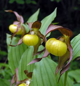 Cypripedium calceolus (Orchidaceae)  - Sabot-de-Vénus - Lady's-slipper Cote-d'Or [France] 04/06/2005 - 370m