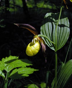 Cypripedium calceolus (Orchidaceae)  - Sabot-de-Vénus - Lady's-slipper Cote-d'Or [France] 04/06/2005 - 370m