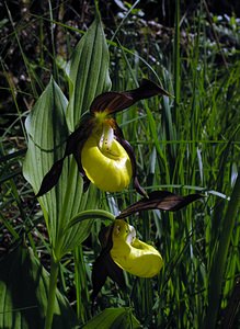 Cypripedium calceolus (Orchidaceae)  - Sabot-de-Vénus - Lady's-slipper  [France] 04/06/2005 - 390m