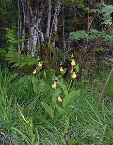 Cypripedium calceolus (Orchidaceae)  - Sabot-de-Vénus - Lady's-slipper  [France] 04/06/2005 - 390m