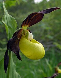 Cypripedium calceolus (Orchidaceae)  - Sabot-de-Vénus - Lady's-slipper  [France] 04/06/2005 - 390m