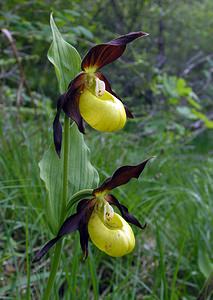 Cypripedium calceolus (Orchidaceae)  - Sabot-de-Vénus - Lady's-slipper  [France] 04/06/2005 - 390m