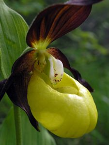 Cypripedium calceolus (Orchidaceae)  - Sabot-de-Vénus - Lady's-slipper  [France] 04/06/2005 - 390m