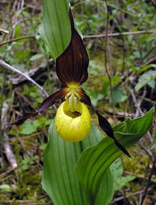 Cypripedium calceolus (Orchidaceae)  - Sabot-de-Vénus - Lady's-slipper Cote-d'Or [France] 05/06/2005 - 350m