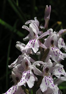 Dactylorhiza fuchsii (Orchidaceae)  - Dactylorhize de Fuchs, Orchis de Fuchs, Orchis tacheté des bois, Orchis de Meyer, Orchis des bois - Common Spotted-orchid Marne [France] 18/06/2005 - 130m