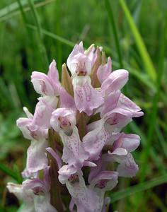 Dactylorhiza incarnata (Orchidaceae)  - Dactylorhize incarnat, Orchis incarnat, Orchis couleur de chair - Early Marsh-orchid  [Pays-Bas] 25/06/2005